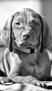 Can cats eat shrimp raw. Fire Mountain Vizslas Southern California Vizsla Breeder