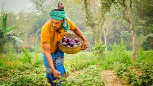 It is the first bangladeshi online food delivery service. New App A Lifeline For Eggplant Farmers In Bangladesh Cornell Chronicle