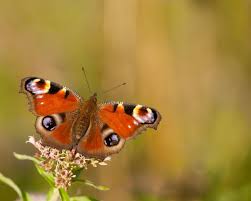 How to save flower seeds from your garden. Persuading Butterflies To Breed In Your Garden Sussex Wildlife Trust