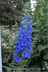 How I Grow Delphiniums With Ease Delphinium Flowers Delphinium Plants