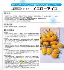 トマト ミニトマト イエローアイコ 13粒 実咲 サカタ交配 野菜種 大玉トマト 桃太郎系 中玉トマト ミニトマト グリーンロフトネモト直営