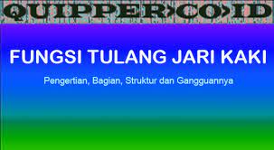 By azzahra rahmahposted on march 18, 2020. Fungsi Tulang Jari Kaki Pengertian Bagian Struktur Dan Gangguannya