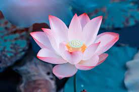 Find the best lotus quotes, sayings and quotations on picturequotes.com. 45 Lotus Flower Quotes About The Beautiful And Symbolic Flower 2021