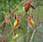 Image result for Aeschynomene leptophylla