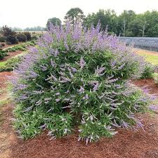 Image result for Vitex mombassae