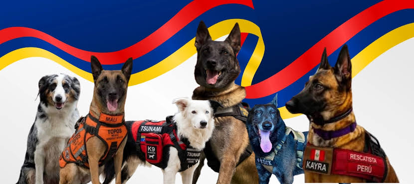 De Bogotá a La Guaira: así trabaja Dastan, el perro colombiano enviado para  encontrar sobrevivientes del terremoto en Venezuela