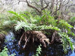 Image result for Acrostichum