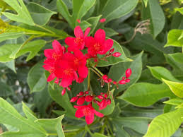 Image result for Jatropha erythropoda