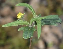 Image result for Sigesbeckia