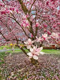 Image result for magnolia soulangeana