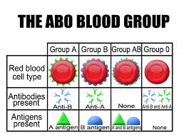 Solved Background Info There Are Four Types Of Blood A Chegg Com
