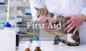 Feline First Aid Can You Put Neosporin On A Cat Tinpaw