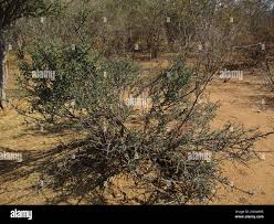 Image result for Cadaba termitaria