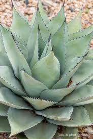 Image result for Agave