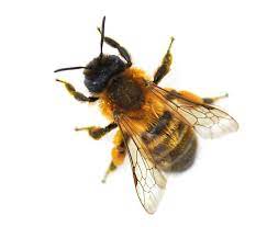They usually make nests in the old or poorly maintained mortar which is a common problem for such structures in. Mason Bee Control And Treatments For The Home Yard And Garden