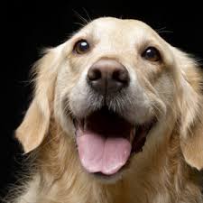 These companies do great things for our pets. Maddiemonday The Story Of Austin Texas Limited Resources Doesn T Mean Limited Ability To Save Lives And More Chew On This