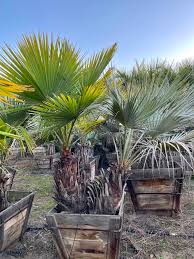 Image result for Triumfetta brachyceras