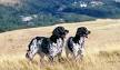 Large Munsterlander Dog Breed Information and Pictures