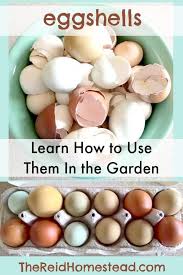 How To Use Eggshells In The Garden To Benefit Your Plants Egg Shells In Garden Egg Shells Home Vegetable Garden
