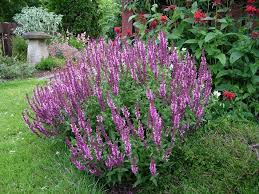 Salvia Nemorosa Rose Queen Fleurs Fanees Planter Des Fleurs Sauge Vivace