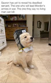 Doggo Meme Dance Party 35 Memes Cute Animals Super Cute Puppies Cute Animal Memes