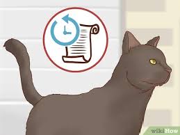Warrior cat name generator is free online tool for generating warrior cat names randomly. How To Make A Warrior Cat Name 13 Steps With Pictures Wikihow Fun