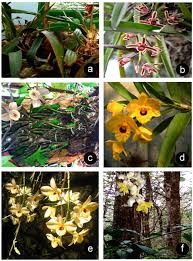 Image result for Satyrium orbiculare