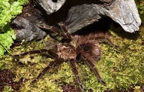 Pamphobeteus Platyomma Spidernetzs Webseite Vogelspinnen Spinne Tiere