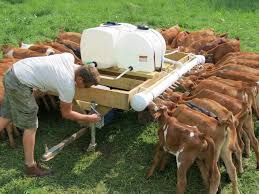 382384 10150850667067198 266049247197 9964562 649027725 N Jpg 960 720 Ovinos E Caprinos Como Criar Galinhas Animais De Estimacao Exoticos