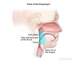 Essentially, cancer is an abnormal and relatively unforeseeable cell growth only a veterinarian is qualified to guess how long your cat will live if she has cancer most times topical application is easier than trying to pry open your cat's mouth and shove a pill down her throat, but. About Tonsil Cancer University Hospitals