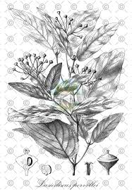 Image result for Lasiodiscus pervillei