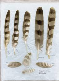 Reference picture of a cooper's hawk tail feather. Sharp Shinned Hawk Facts Habitat Diet Call Images