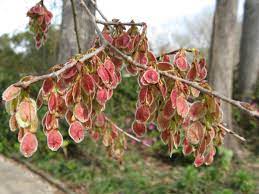 Stannum) and atomic number 50. Endangered Plants Ulmus Rubra Artsandeve