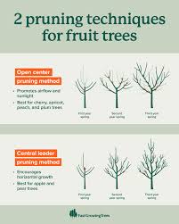 Image result for pruning plum trees