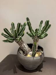 Image result for Euphorbia mlanjeana