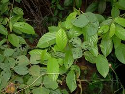 Image result for Gouania