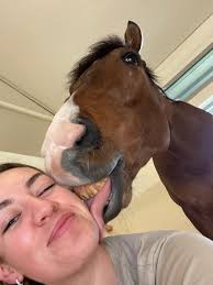 16.2hh seven year old gelding. A real character who loves people and  attention. Retires from racing sound having been a high class horse but he  does have a large wingle