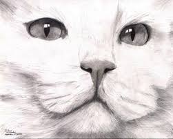 It should be fit for purpose and sympathetic to the choice of subject. White Turkish Angora Cat Drawing By Joshua Hullender Artwanted Com