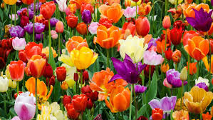 We did not find results for: The Fascinating Origins Of 12 Beautiful Flower Names Mental Floss