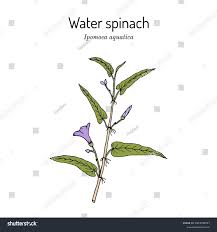 Image result for Ipomoea aquatica