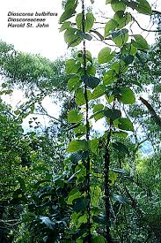 Image result for Dioscoreaceae