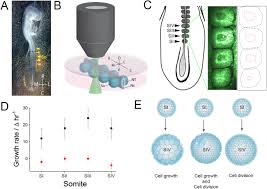 We did not find results for: 4d Imaging Reveals Stage Dependent Random And Directed Cell Motion During Somite Morphogenesis Scientific Reports