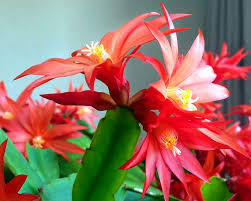 After all, there's little point in having a pretty pot if the plant inside is left to fend for itself! How To Care For Easter Cactus Growing Easter Cactus In A Container