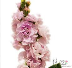 Blush Stock Flower Stock Flower Light Pink Flowers Pink Flowers