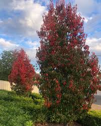 Image result for Pycreus permutatus