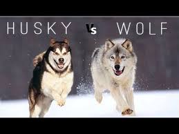 Siberian Husky Vs Wolf Husky Siberian Husky Dog Breeds