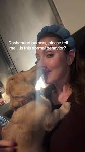 He wants to lick my face at ALL times….@Theodore the Dachshund  #minidachshundsoftiktok #minidaschund