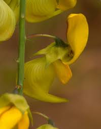 Image result for Crotalaria laburnifolia