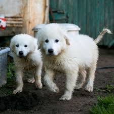 The maremma sheepdog is unlike other breeds of dogs most people are familiar with owning, and is not a breed suited for everyone! Maremma Sheepdog Breed Information Characteristics Heath Problems Dogzone Com
