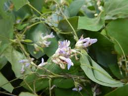 Image result for Amphicarpaea